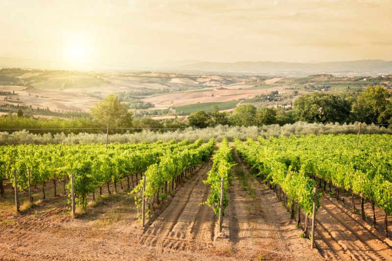 Vineyard in Montepulciano