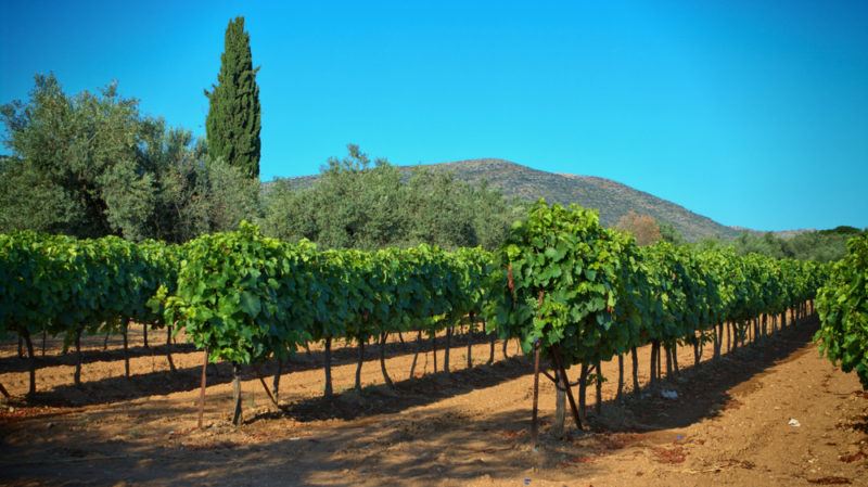 Vineyard in Nemea Greece for Agiorgitiko grapes