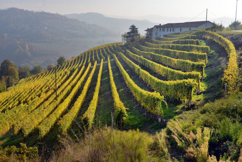 Vineyard in Piedmont with Freisa Grapes