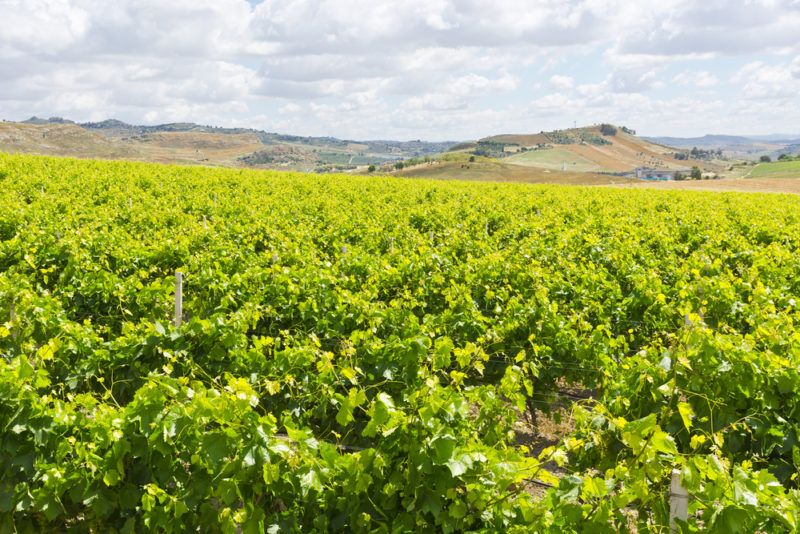 Vineyard in Sicily with Frappato Grapes