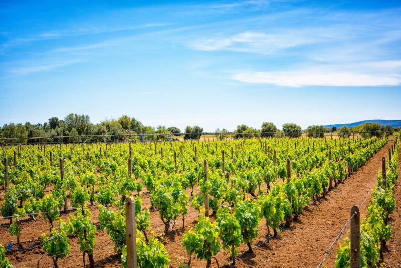 Vineyard in South Sardinia Carignan Grapes