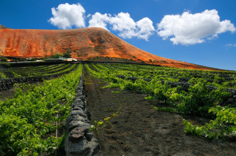 Vineyard in the Canary Islands Listan Negro Grapes