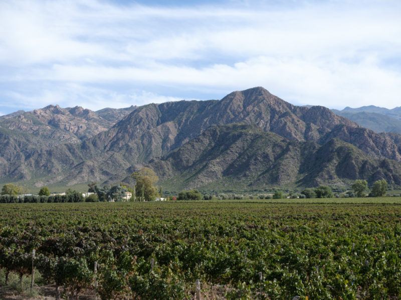 Vineyard with Tannat Grapes