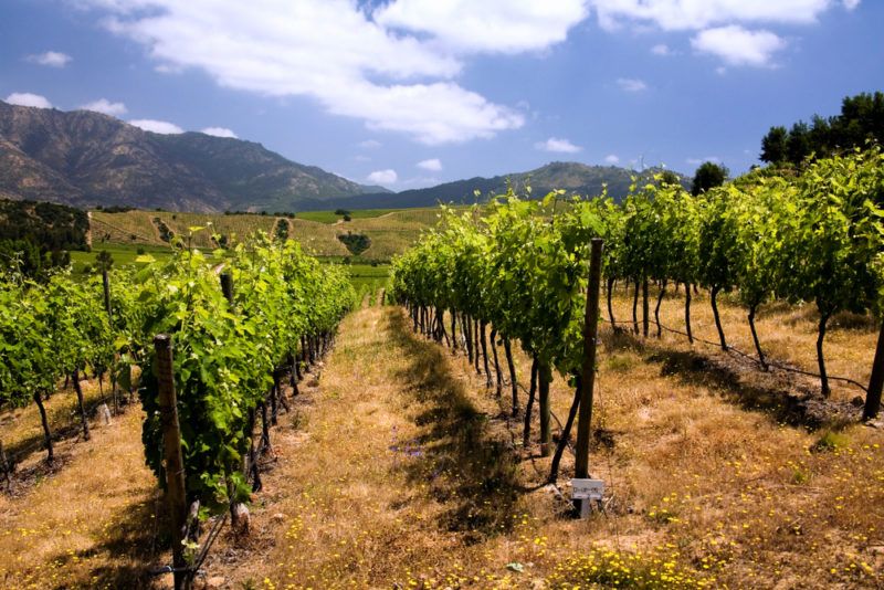 Vineyards in Chile near Santa Cruz with Carmenere grapes