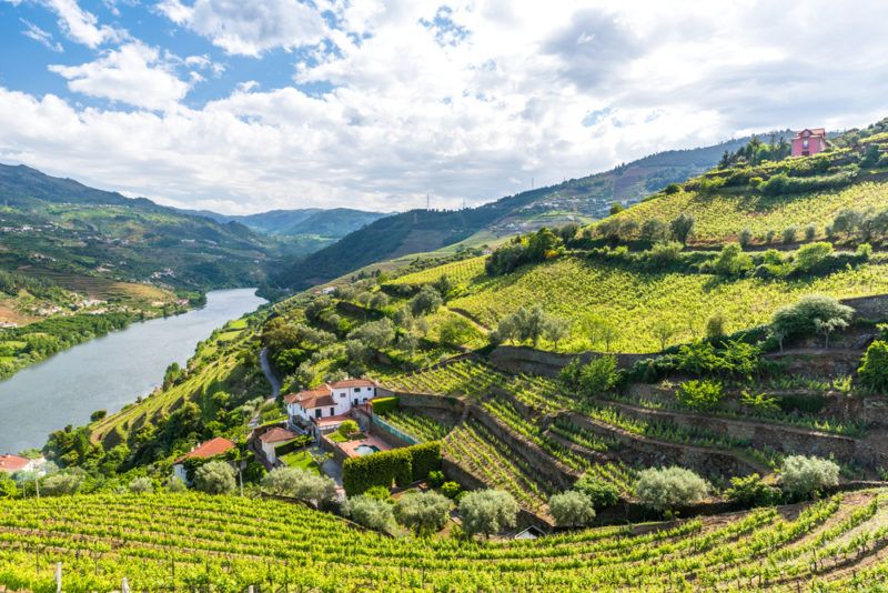 Vineyards in Portugal with Castelao Grapes