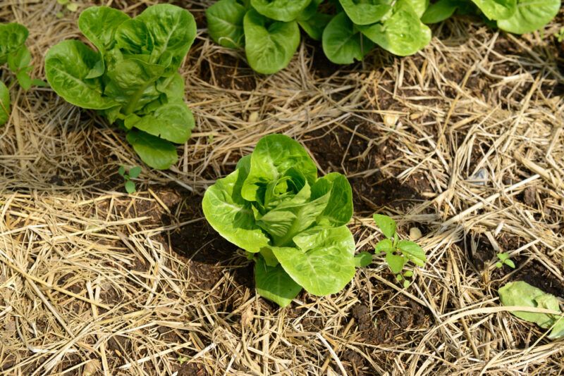 planted Vivian lettuce on the ground with hay