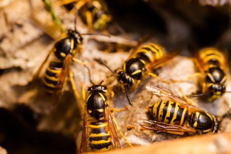 A macro image of five or six wasps who are tending their nest