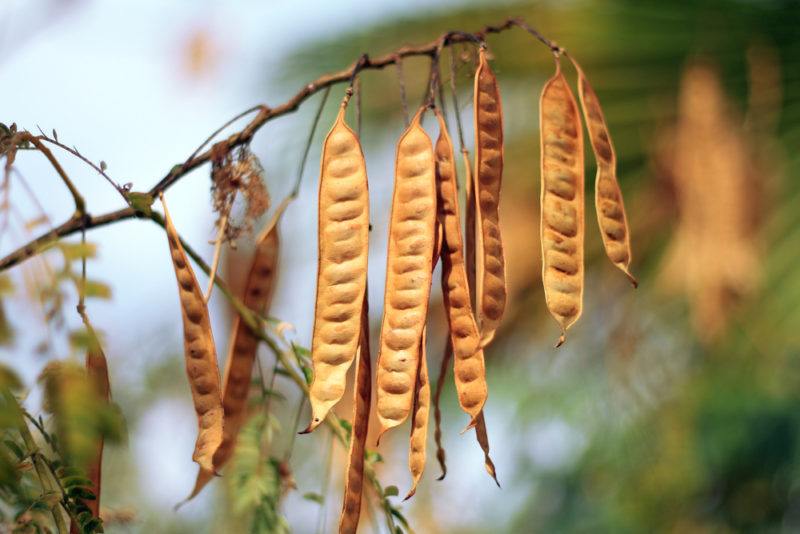 A branch with wattleseeds