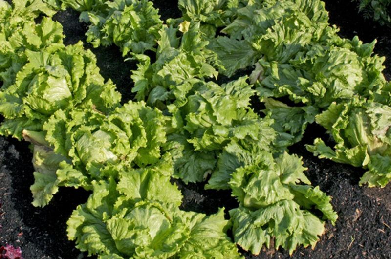 rows of Webb's Wonderful lettuce planted on the ground