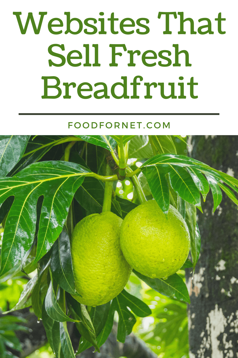 Two fresh green breadfruit hanging from a tree