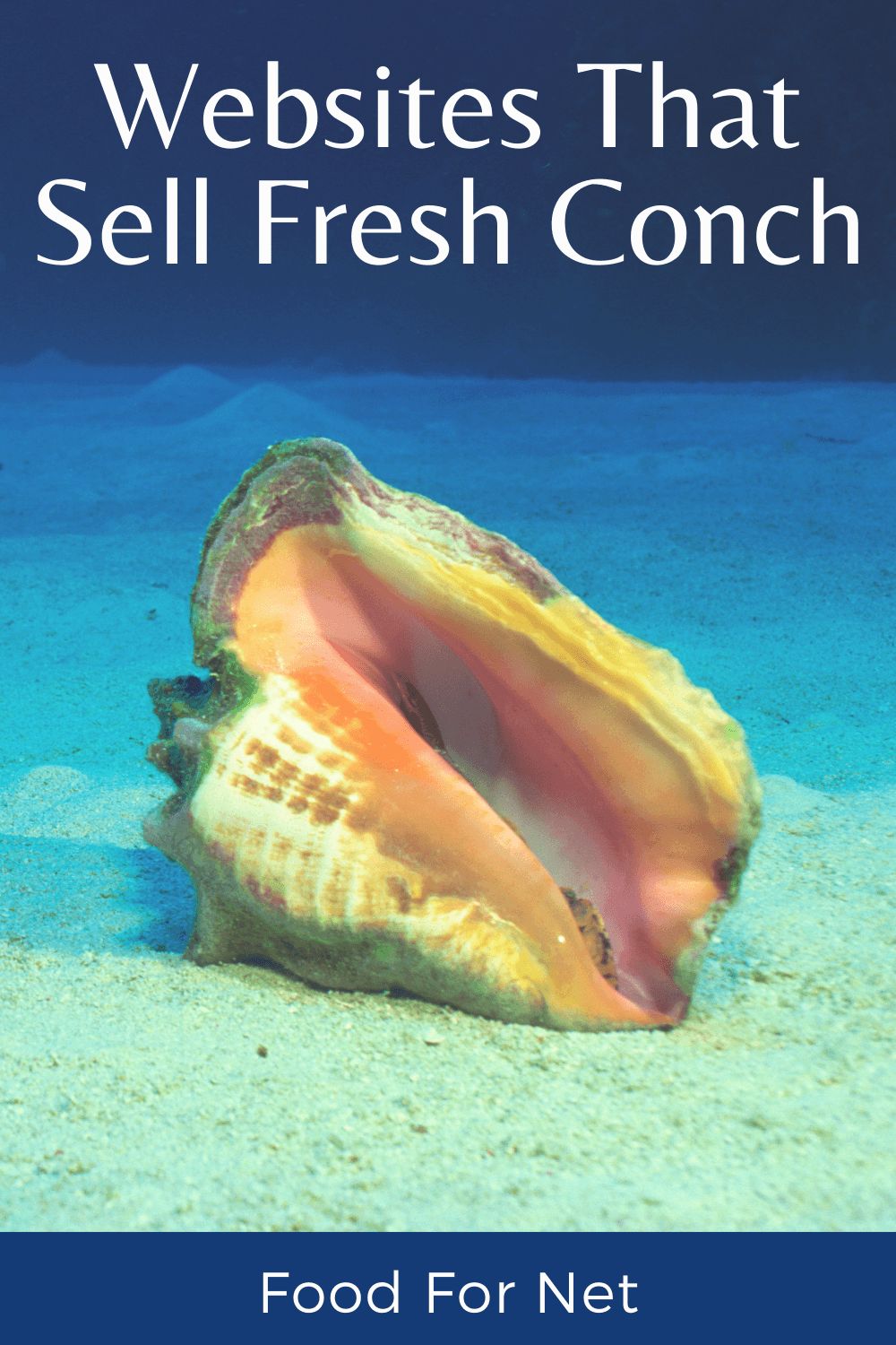 A conch shell in the ocean sitting on the sand