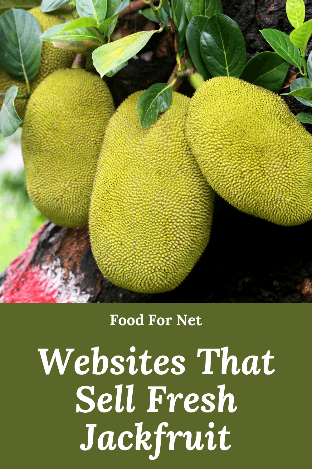 Three fresh jackfruit hanging in a tree