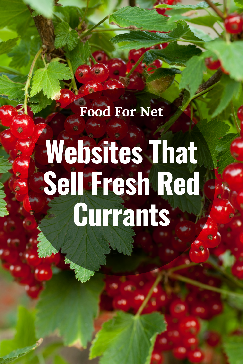 what are red currants