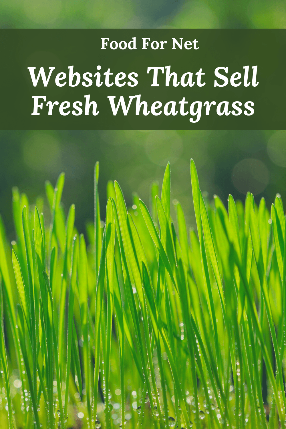 Fresh wheatgrass growing outside