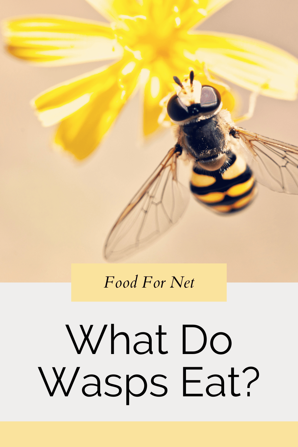 What Do Wasps Eat? How To Keep Yourself And Your Home Safe Food For Net