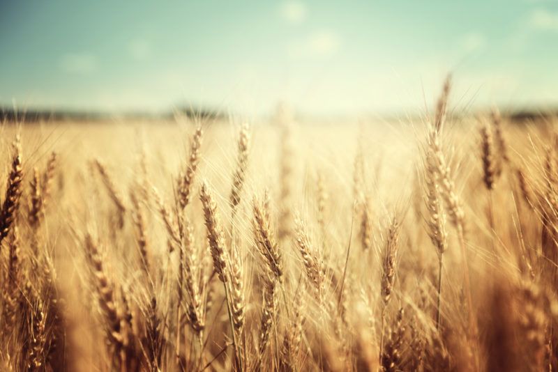 Wheat growing in a field