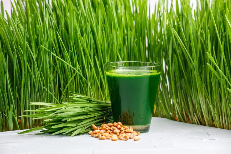 Wheat grass, a clear cup of wheat grass juice, and a few wheat berries rest on a white surface near a backdrop of more wheat grass.