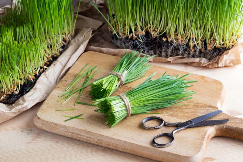 Two planters of wheatgrass, with two bundles of wheatgrass that have been cut on a wooden board