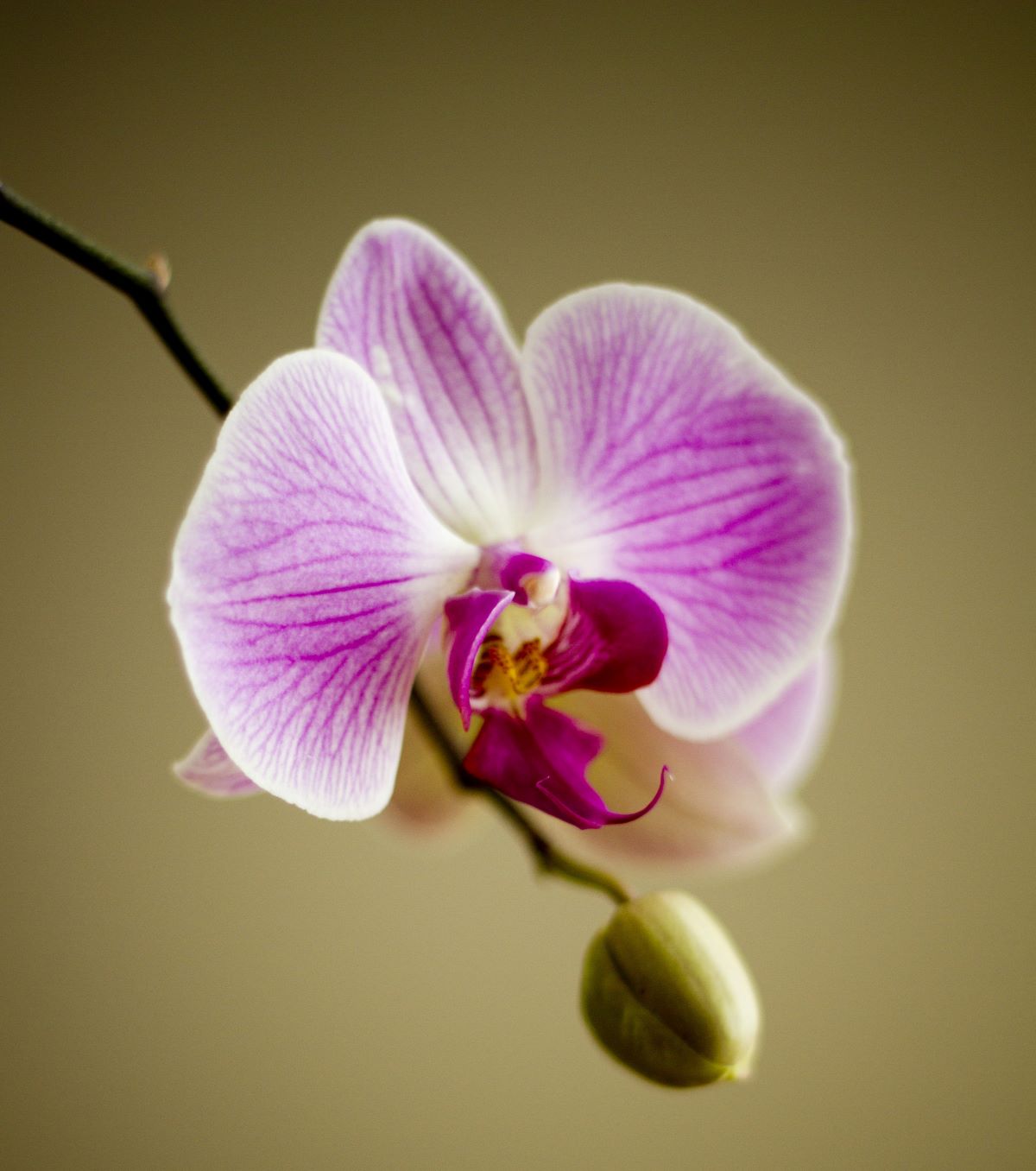 Single orchid flower with darker purple as it fades out to the white edges, and a closed bud below