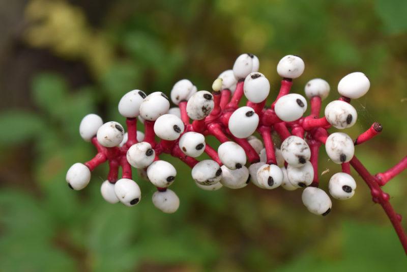 Hvite baneberries på en rød stilk