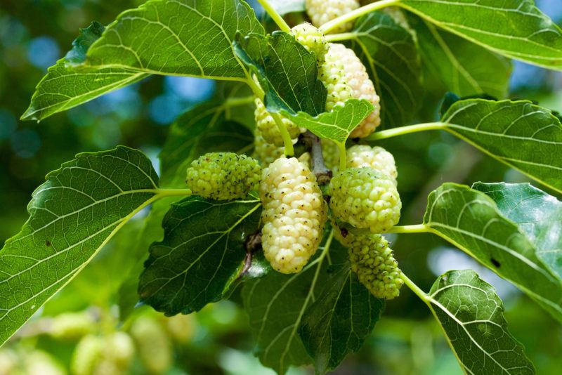 White mulberries growing on a tree with the blue sky visible through the leaves