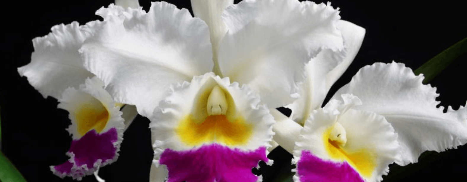 White orchid with yellow and purple on the bottom and ruffled edges