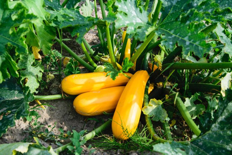 Yellow corgettes or zucchini growing