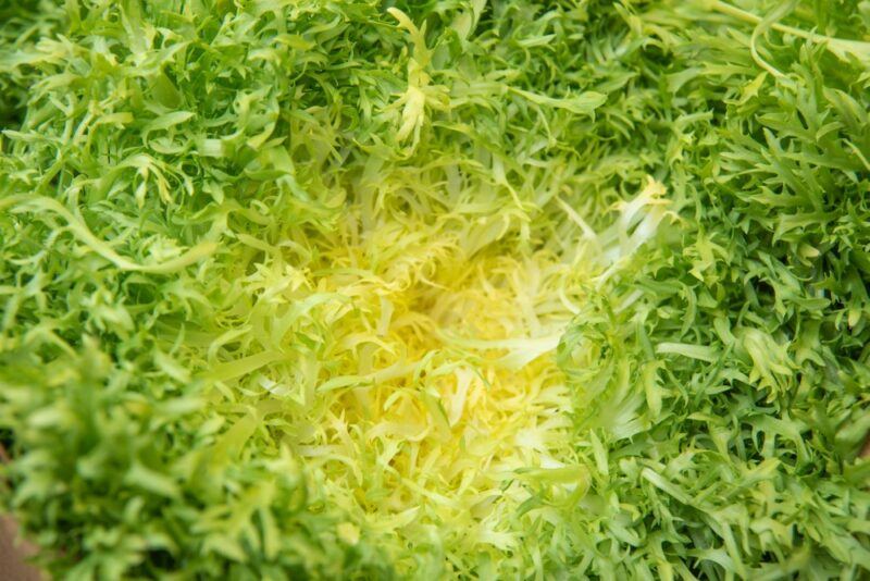 An unusual type of lettuce called yellow frisee, which is green around the edges and yellow in the center