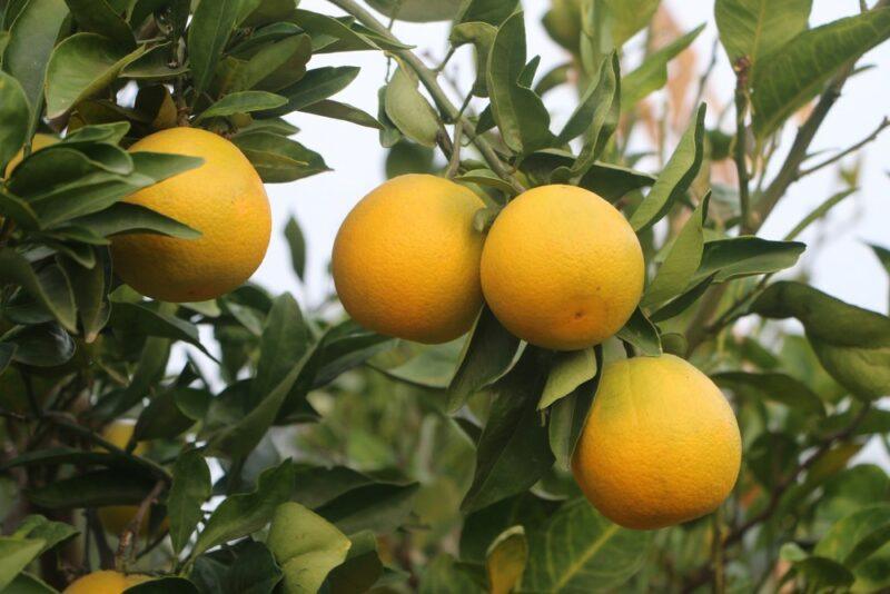 A green fruit tree with four yellow sweet limes growing