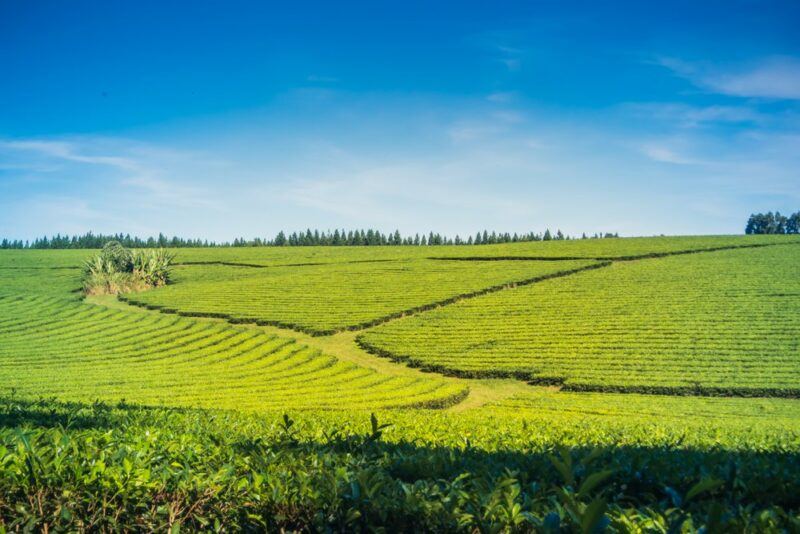 Yerba mate growing outside under a clear blue sky