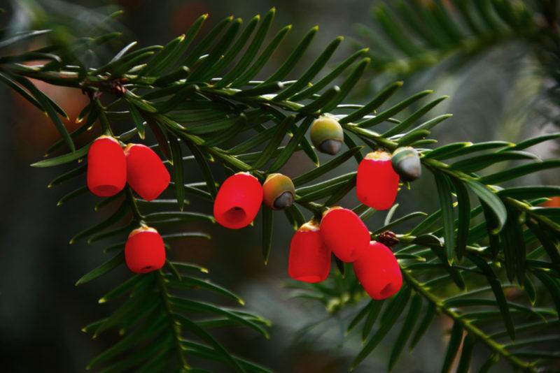  bagas de teixo Vermelho contra folhas verdes escuras da planta