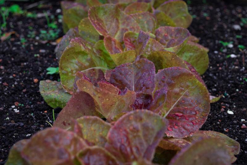 closeup image of a row of Yugoslavian Red lettuce