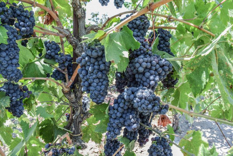 Zinfandel Grapes