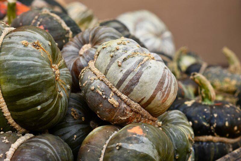 closeup image of a pile of Zucca Mantovana