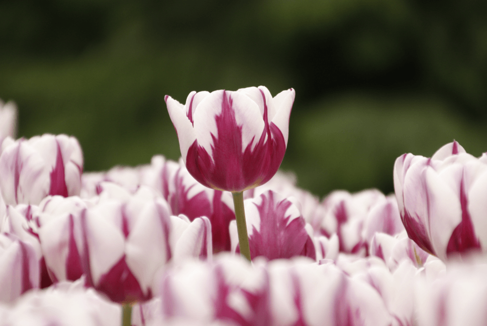 Bulb Subscription Boxes -  field of two toned tulips, white with a pink at the base with a  green background