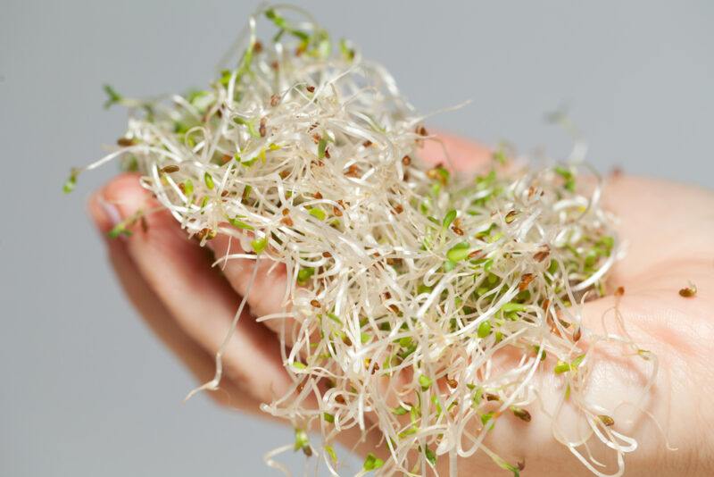 against a gray background is a hand holding a mound of alfalfa sprouts