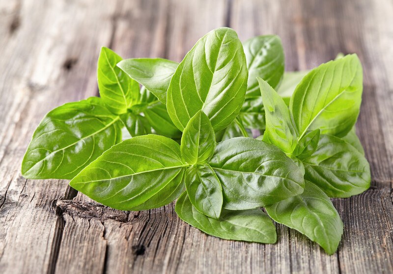 closeup shot of fresh basil leaves on an aged wooden surface