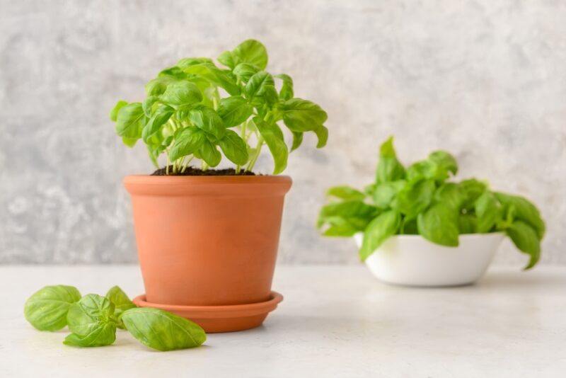 a potted basil with loose basil leaves beside it, at the back is a white bowl of basil leaves as well