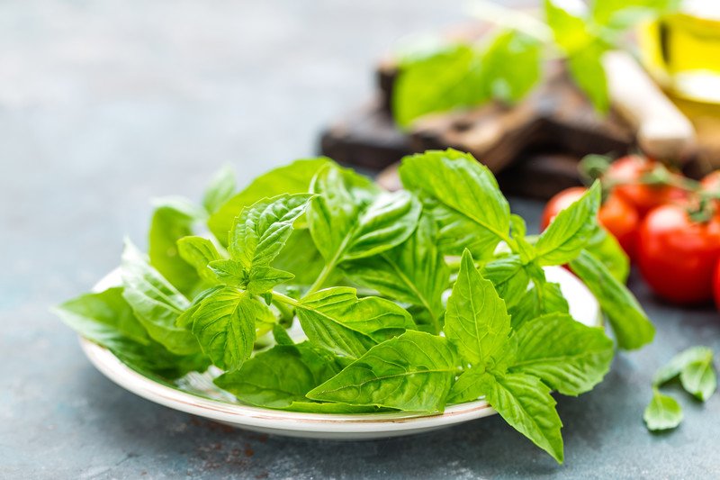 closeup image of a white dish with fresh basil leaves, at the back are cherry tomatoes, olive oil, and fresh basil leaves