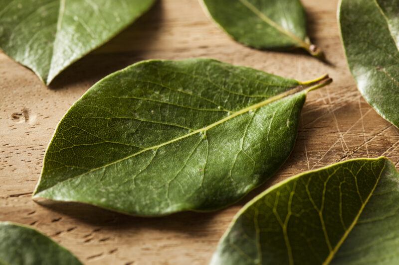 closeup image of a spread of fresh bay leaves spread scarcely on a wooden surface