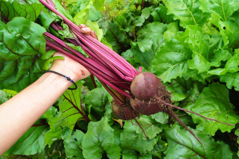 a hand holding a bunch of freshly harvested beets with the leaves or beet greens still attached, against a background of plot of beets