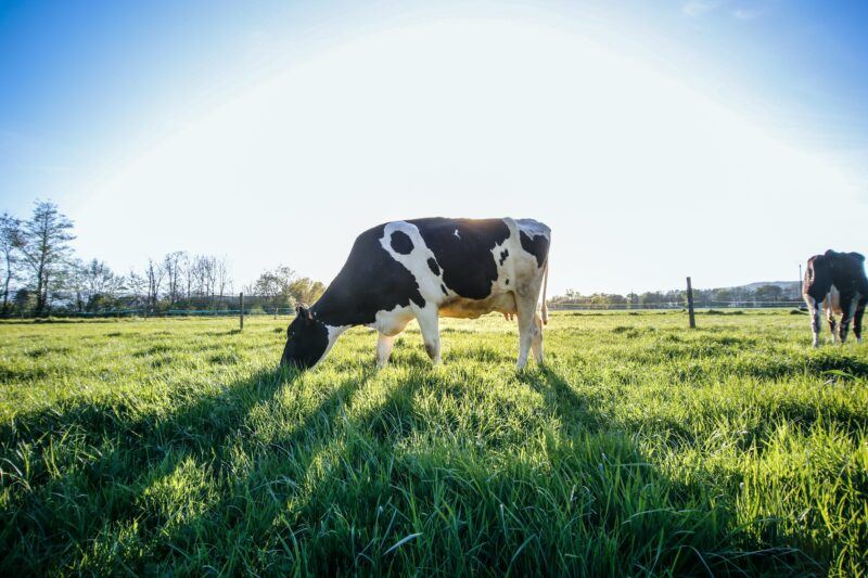 Picture of a cow grazing on grass with the sun shining behind it to represent the best casein protein powder