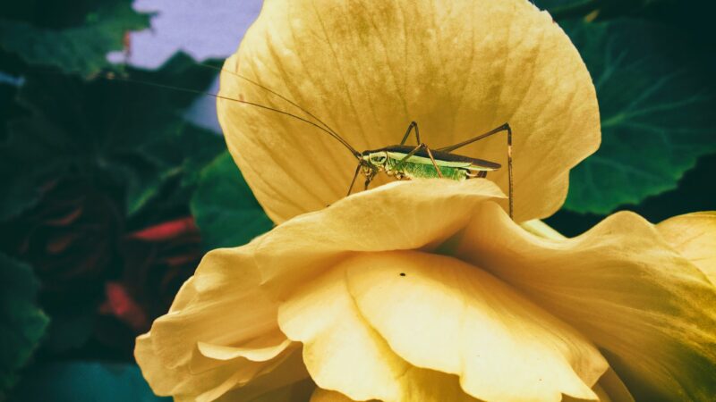 A cricket sitting on a yellow flower with greenery in the background to represent the best cricket protein powder 