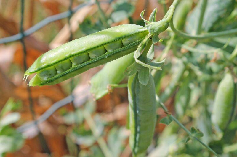best-dairy-free-protein-powder- | Food For Net a close up of peas in a pod to represent the best dairy-free protein powder
