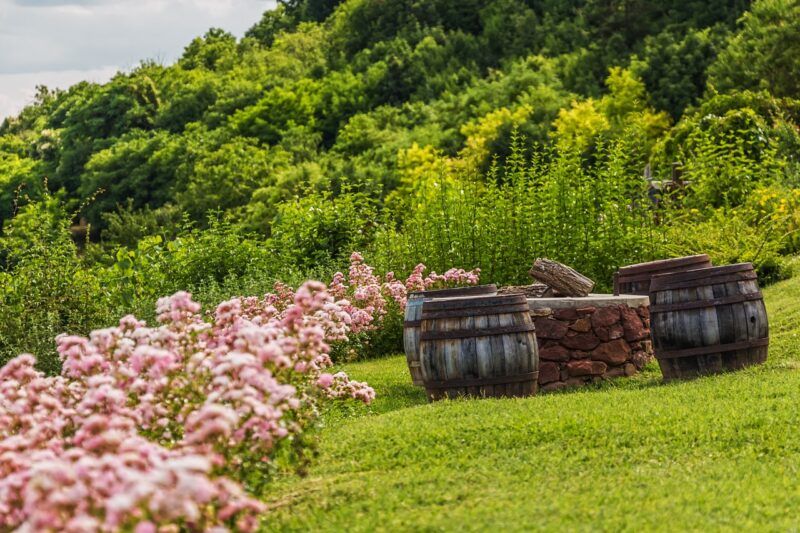 best-plants-for-whiskey-barrels | Food For Net some whiskey barrels surrounding a well in a garden to represent the best plants for whiskey barrels