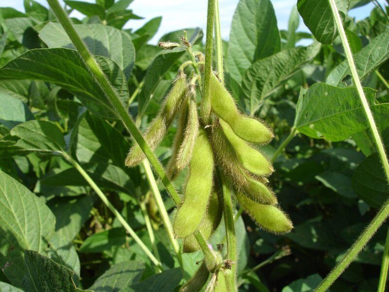 a close up of soybeans on their stalk to represent the best soy protein powder 