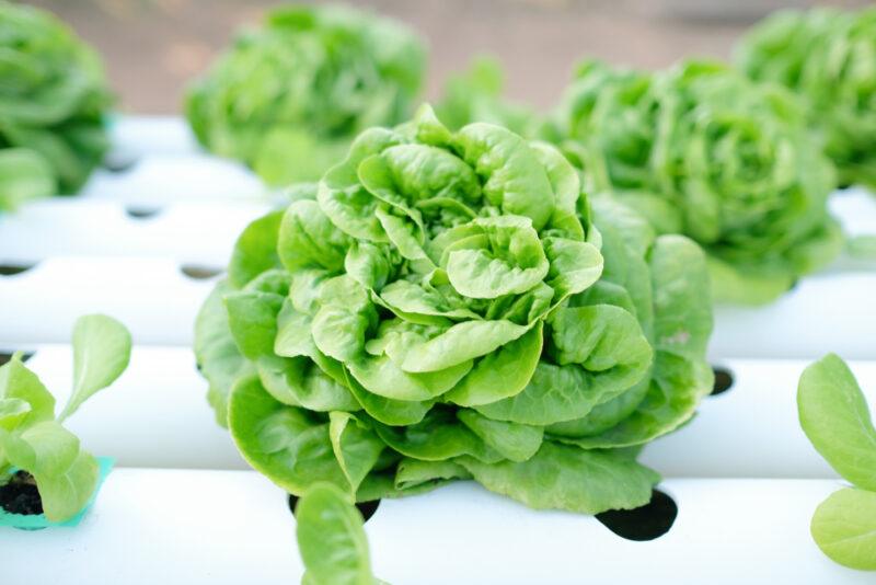 fresh butterhead lettuce