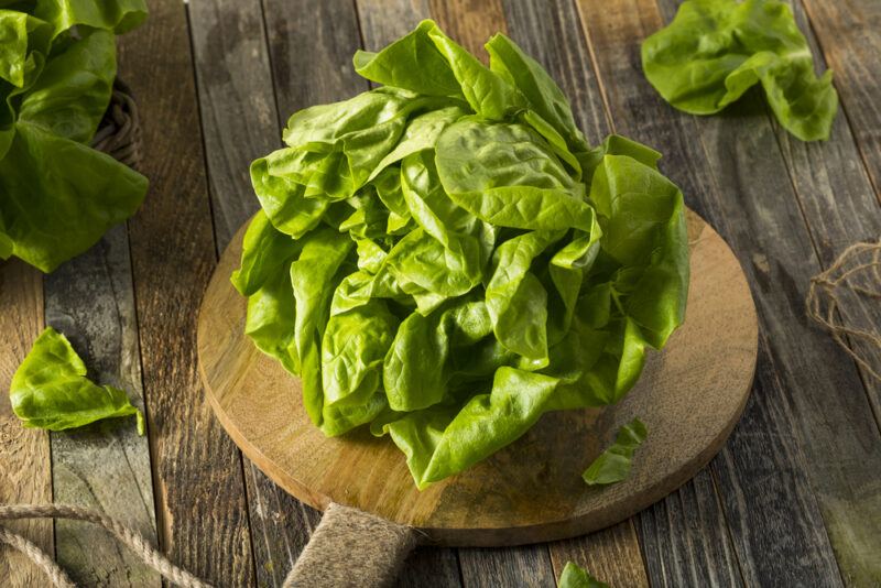 on a wooden surface is a fresh butterhead lettuce resting on top of wooden chopping board with handle, around it are loose butterhead lettuce leaves