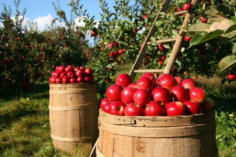 apple trees with barrels of apples underneath to represent places to buy fresh apples online