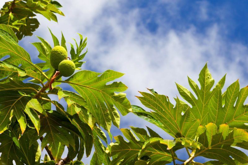 breadfruit growing on trees with the sky in the background to represent where to buy breadfruit online